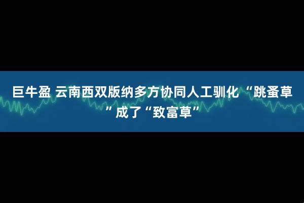 巨牛盈 云南西双版纳多方协同人工驯化 “跳蚤草”成了“致富草”